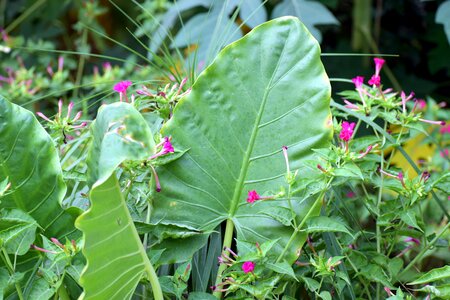 Colocasia gigantea hasu-imo