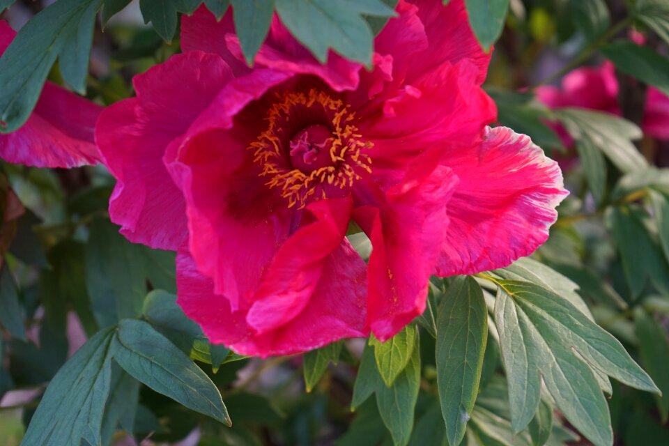 Plant large poppy flower purple