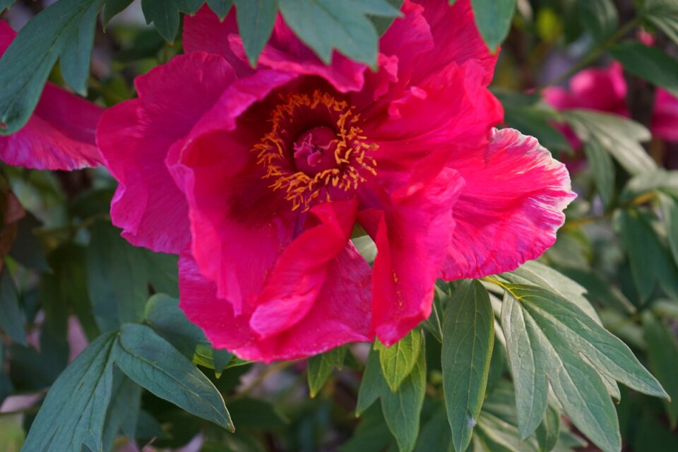 Plant large poppy flower purple photo