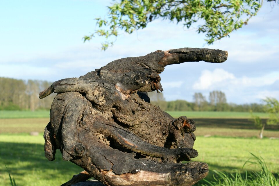 Gnarled tree nature