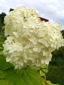Closeup bloom white