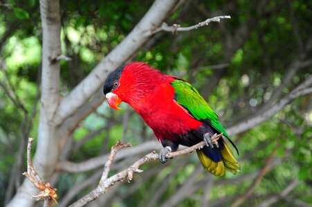 Bird tropics parrot
