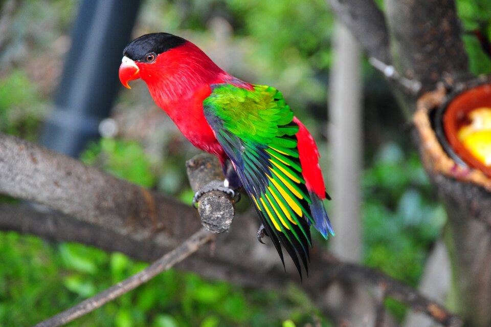 Bird tropics parrot