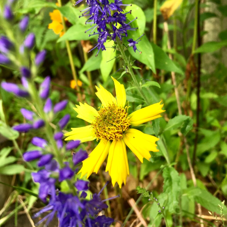 Garden spring photo