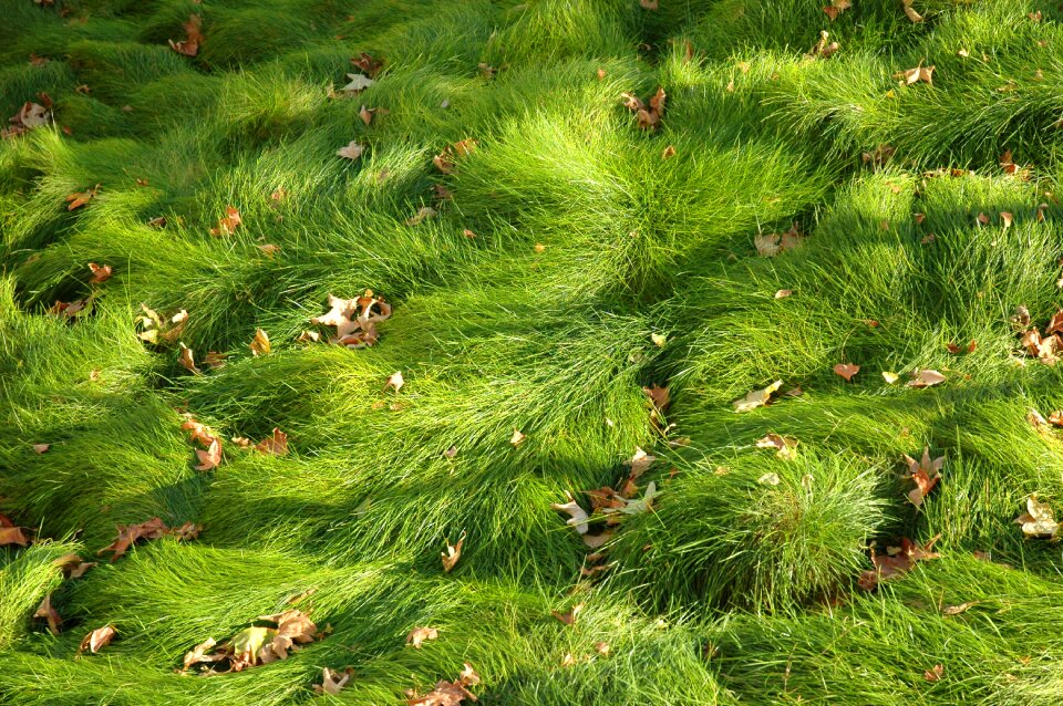 Lawn landscape ground