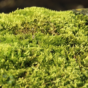Soft green fluffy