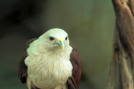 Zoo aves bird photo