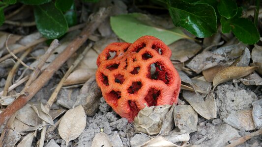 Red mushroom mushroom fall