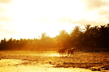Nature horses sol