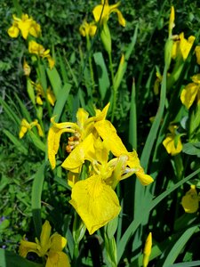 Flowers lily yellow