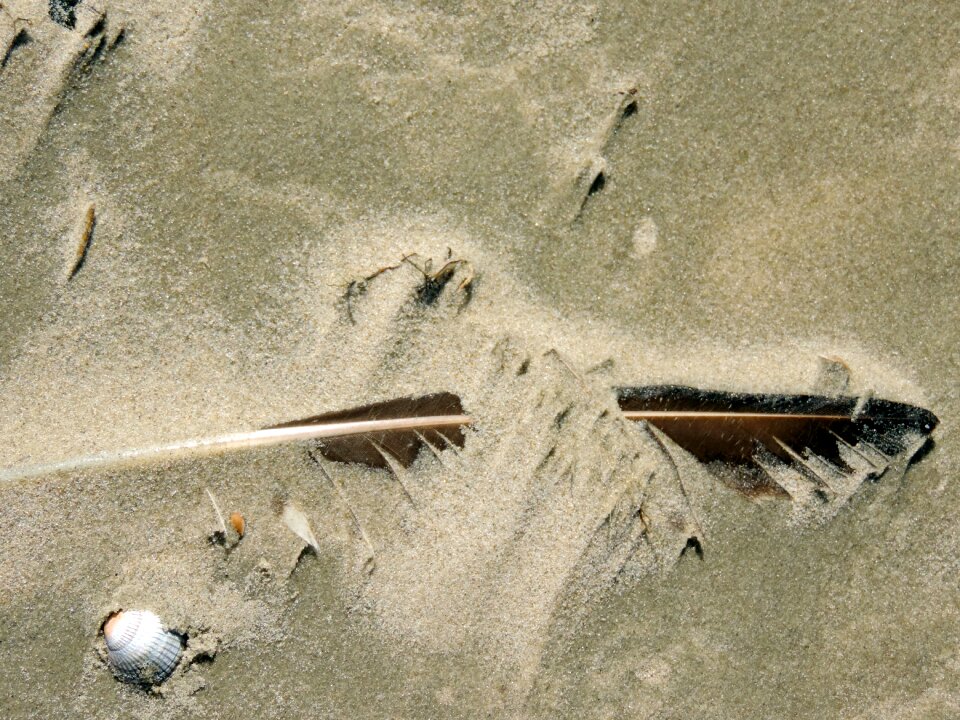 Sand beach lost north sea
