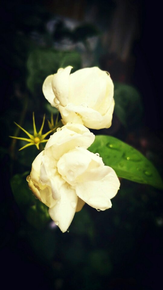 After rain rain drops