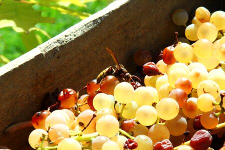 Wooden box vinification wine grapes photo