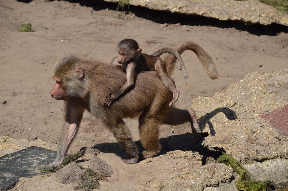 Series monkey monkeys