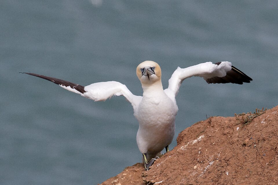 Wildlife birdwatching