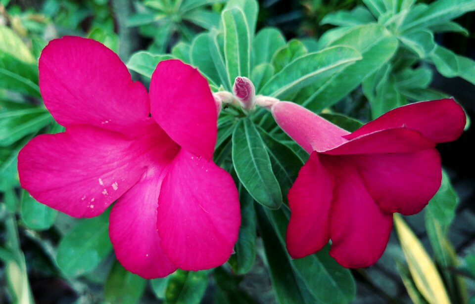 Plants floral