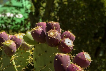 Cactus greenhouse red sting