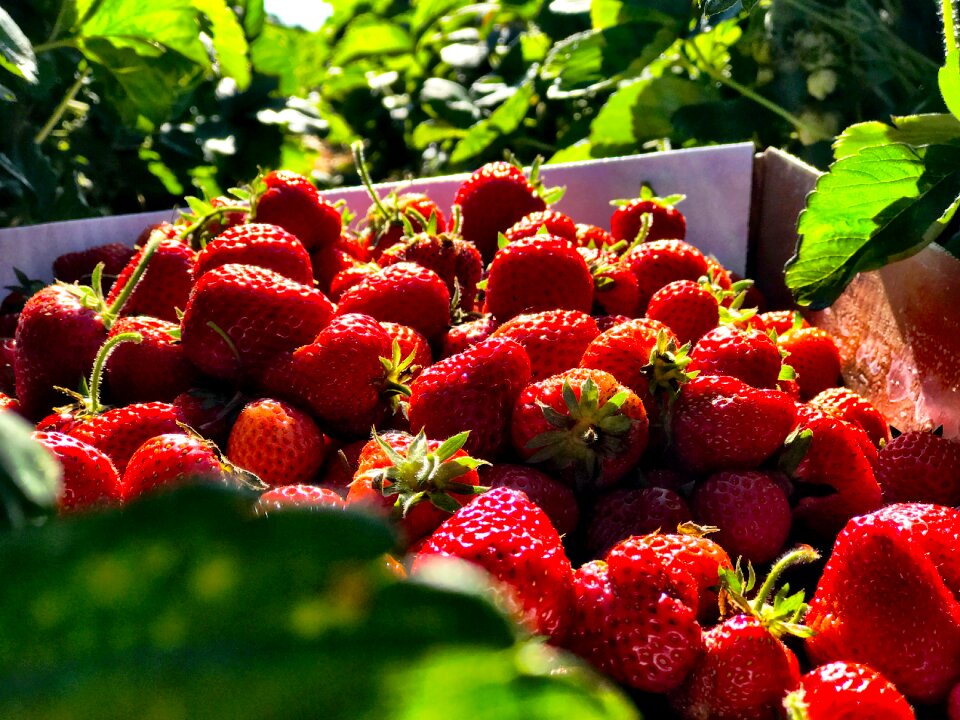 Berry fresh red