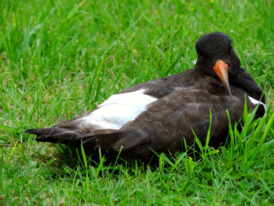 North sea seevogel water bird