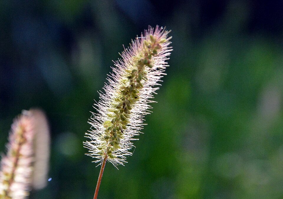 Summer a thread nature