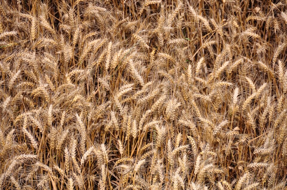 Field grain golden