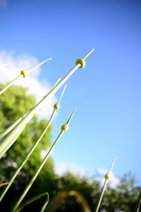 Natural nature gardening