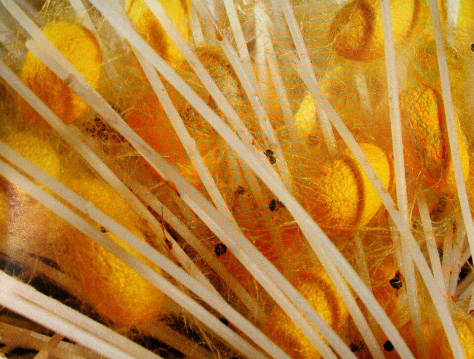 Silk nature texture