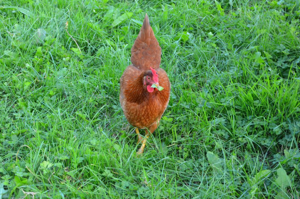 Red hen eat grass low court