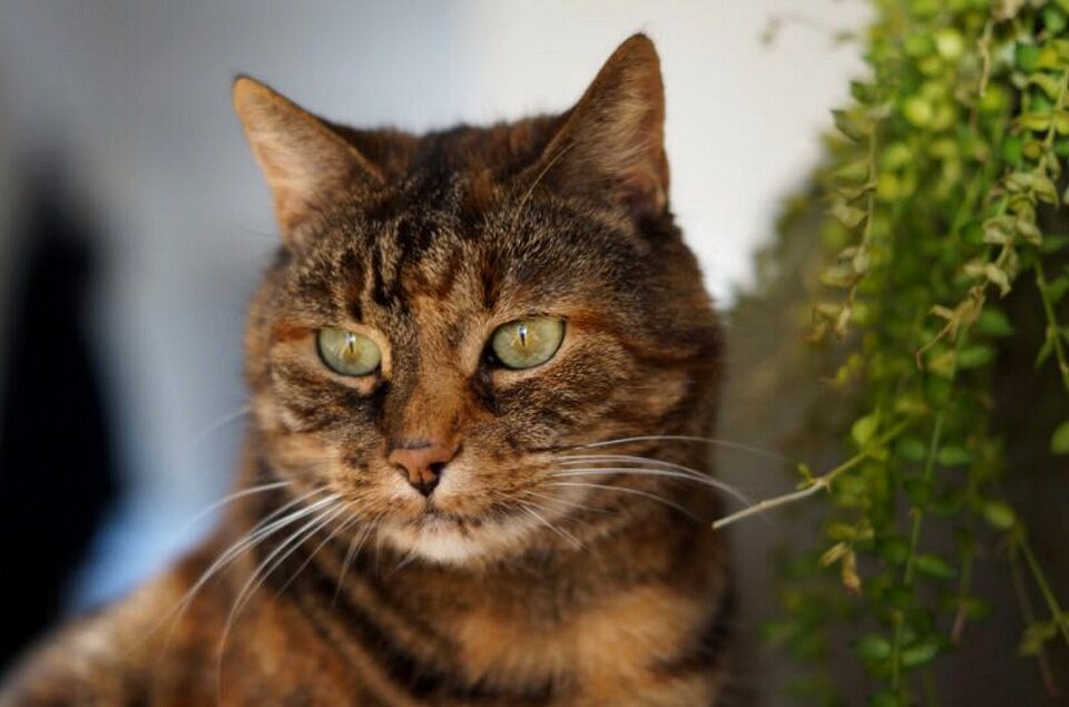 Cat's eyes pet mackerel