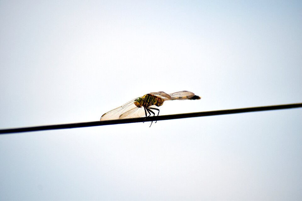 Dragonfly ictinogomphus australis