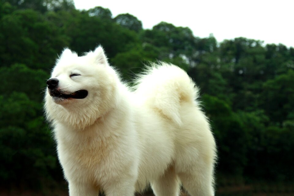 Samoyed pets sled dogs