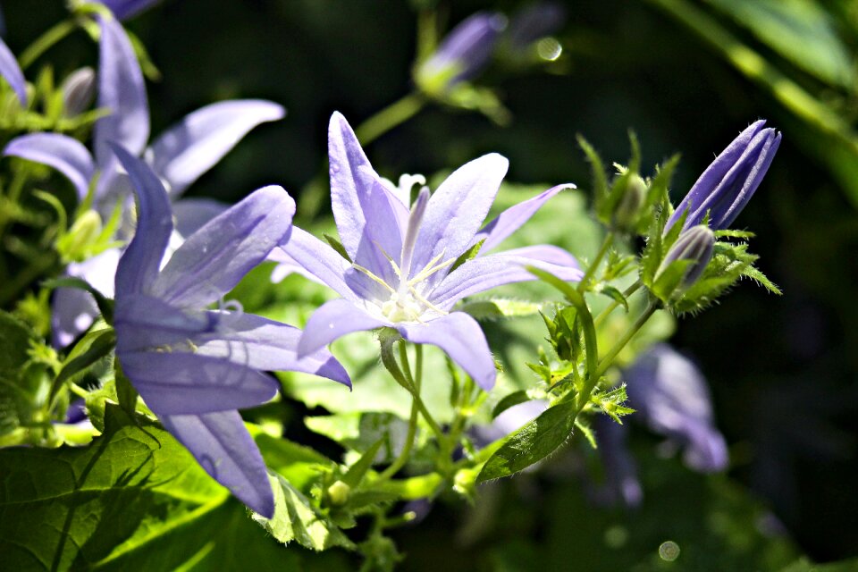 Flower garden blossomed light