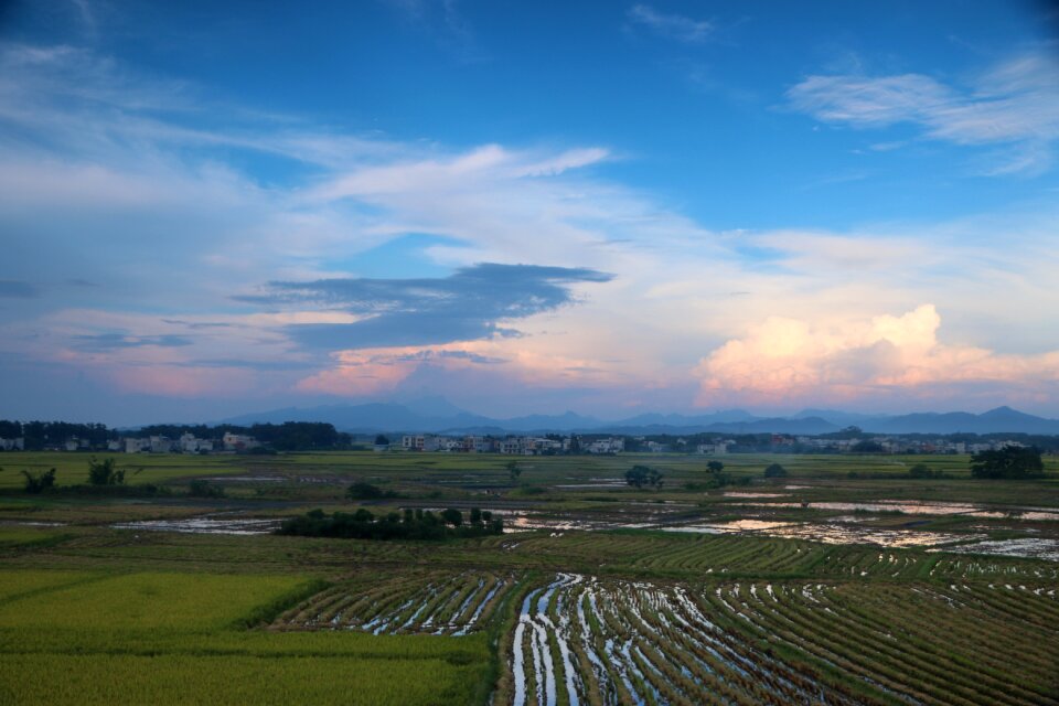 Scenery in rice field rice