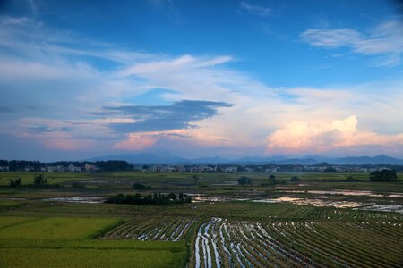 Scenery in rice field rice photo