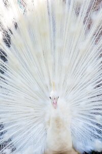 Bird white peacock