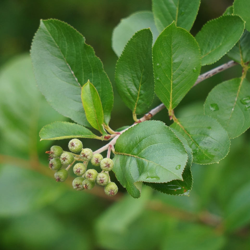 Berry clusters garden plant berry