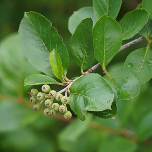 Berry clusters garden plant berry