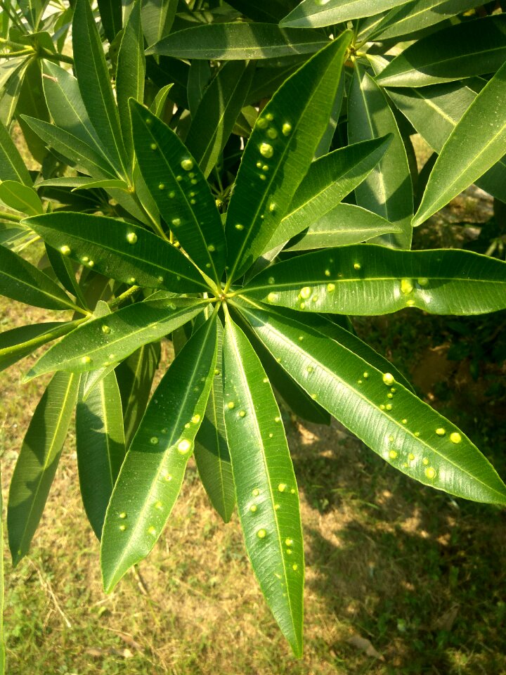 Green infected