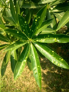 Green infected