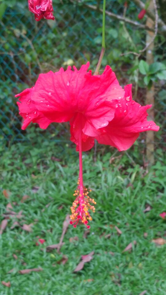 Tropical flowers kota kinabalu