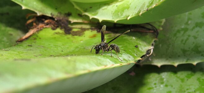 Nature insects colombia
