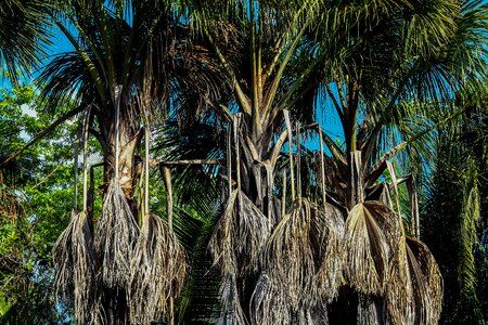 Palm trees trees nature photo