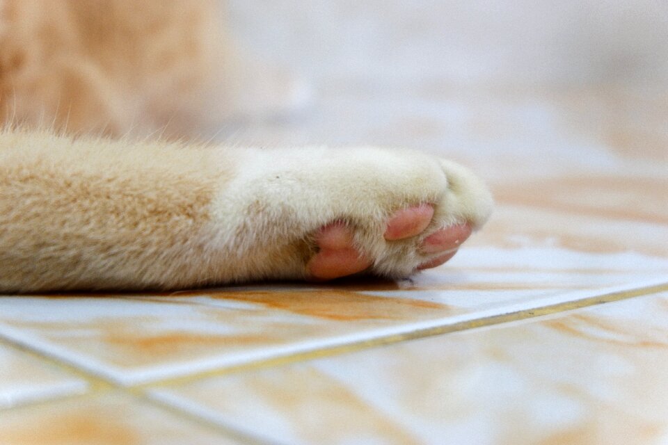 Cat paws pets