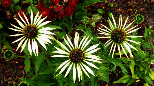 Echinacea a garden plant nature