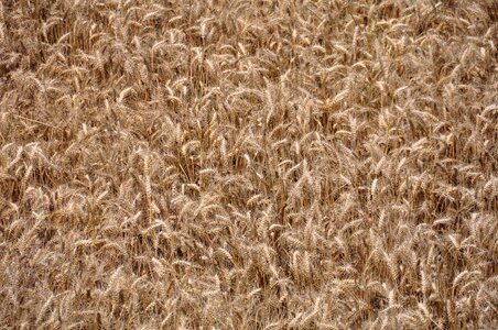Field grain golden