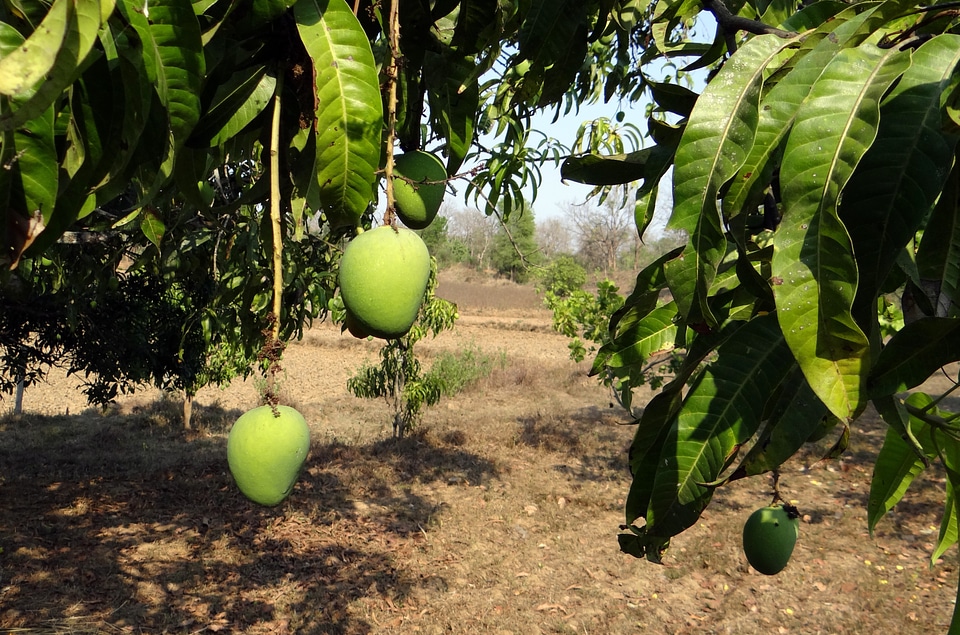 Alphonso variety tropical