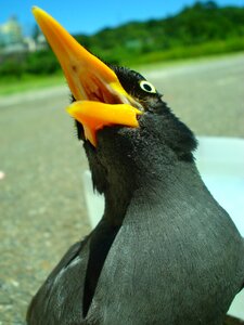 Starlings bird birds photo