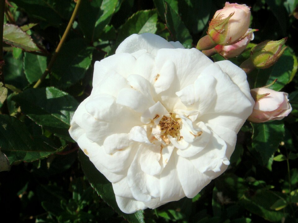 Pink white macro photo