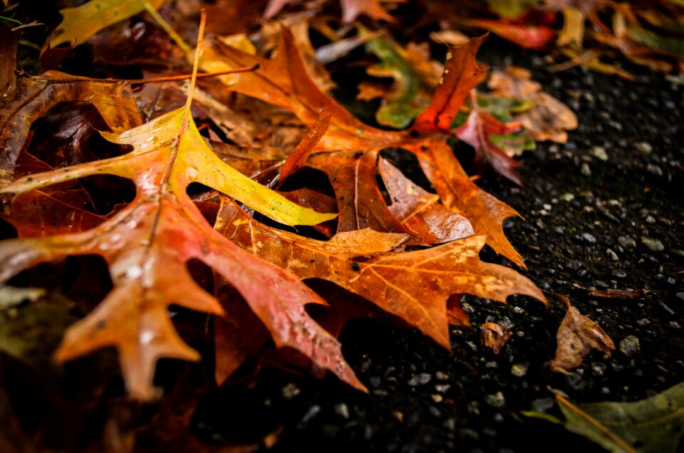 Falling leaves nature beautiful british columbia