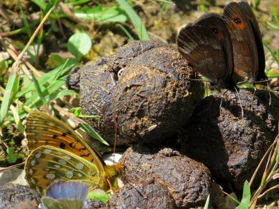 Butterflies kot alpine photo